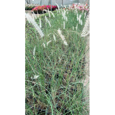 Pennisetum setaceum white 9cm
