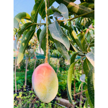 Mangifera indica mango tree 2 mtr ht 