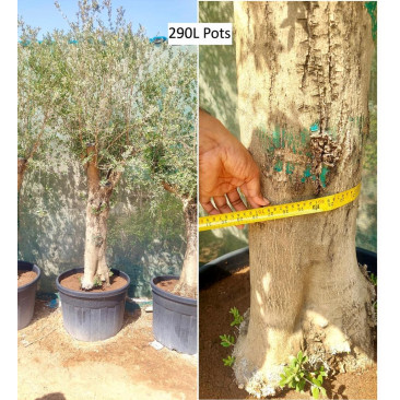 Olea Europae Olive Tree (various sizes )
