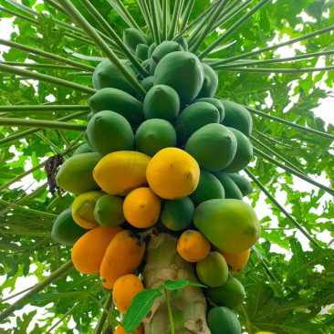 Carica papaya 1.5 mtr ht