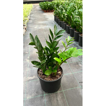 Zamioculcas zamiifolia 30cm Ht ZZ Plant