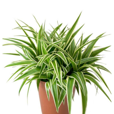 Chlorophytum spiderplant 30cm ht