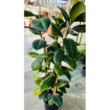 Ficus robusta rubber plant 3pp 1mtr