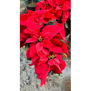 Poinsettia Red 50-60cm Ht