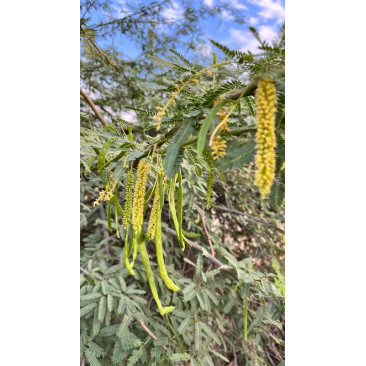 Acacia arabica 1.5 Mtr HT