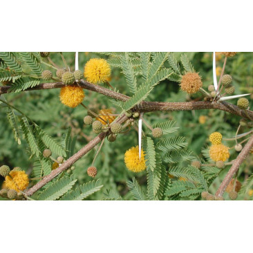 Acacia farnesiana 1.5 Mtr Ht