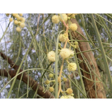 Acacia stenophylla 1.5 Mtr Ht