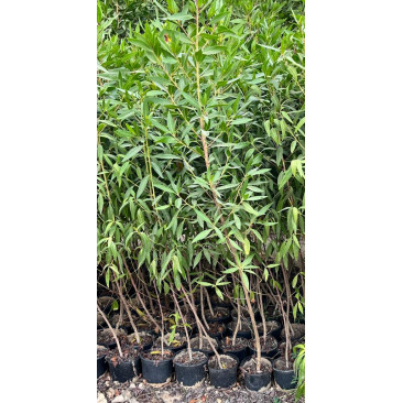 Conocarpus 1.5 mtr ht 