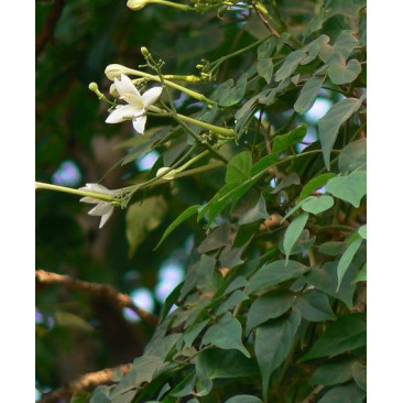 Millingtonia hortensis 2inch Dia 3.5 Mtr Ht