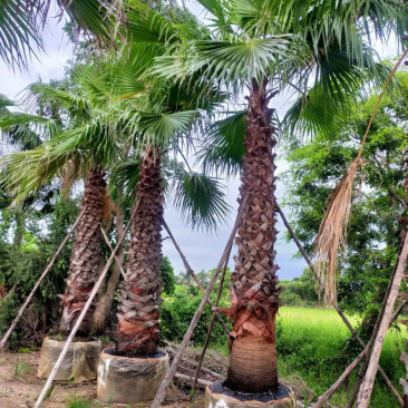 Washingtonia robusta palm 3-3.5 mtr ht