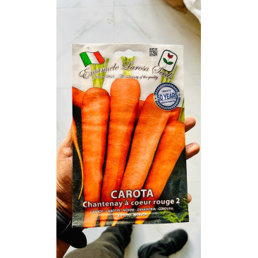 Carrot seeds 
