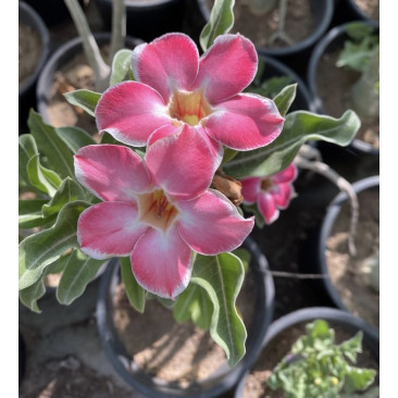Adenium obesum Desert rose 8Ltr Pot 40cm Ht