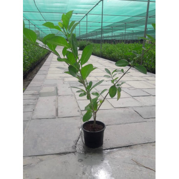 Clerodendron Inerme 40-50 cm Ht