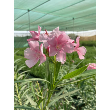 Nerium oleander pink 60-70cm ht 