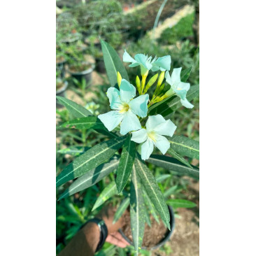 Nerium oleander white 60-70cm ht