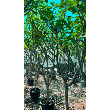 Plumeria frangipani 2"dia 2.5-3 mtr ht